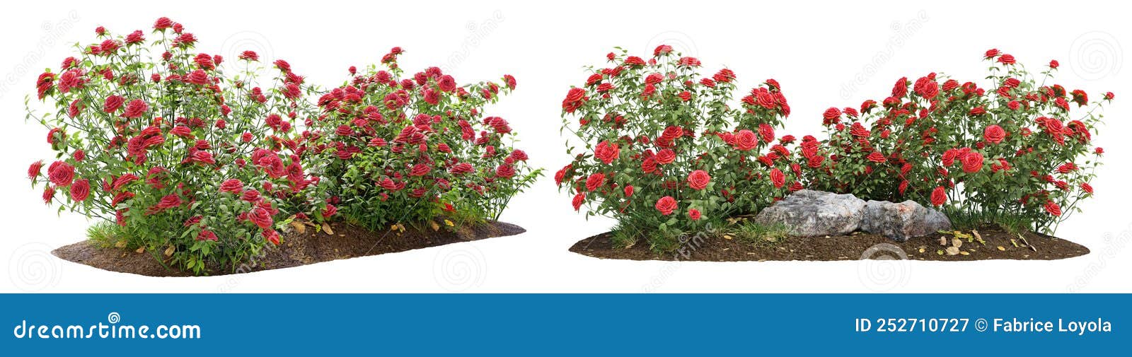 bush of red roses for garden 