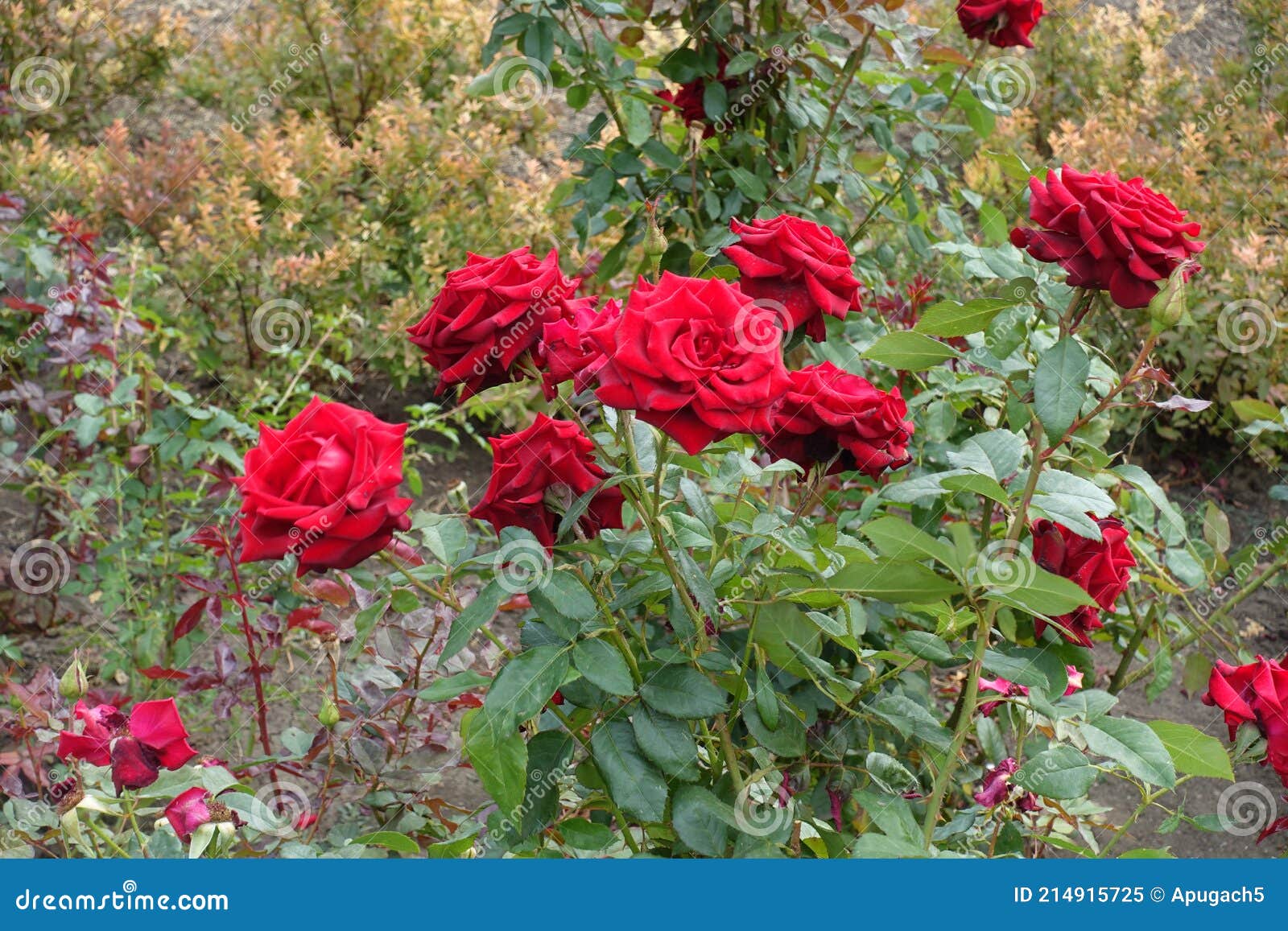 Bush of Roses with Big Red Flowers Stock Image Image of flower, flora