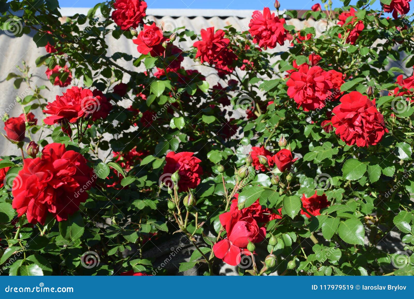 Bush of roses stock image. Image of green, fresh, bush 117979519