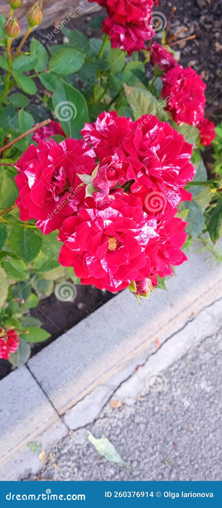 Bush Roses Grow in the Garden. Stock Photo Image of plant, herb