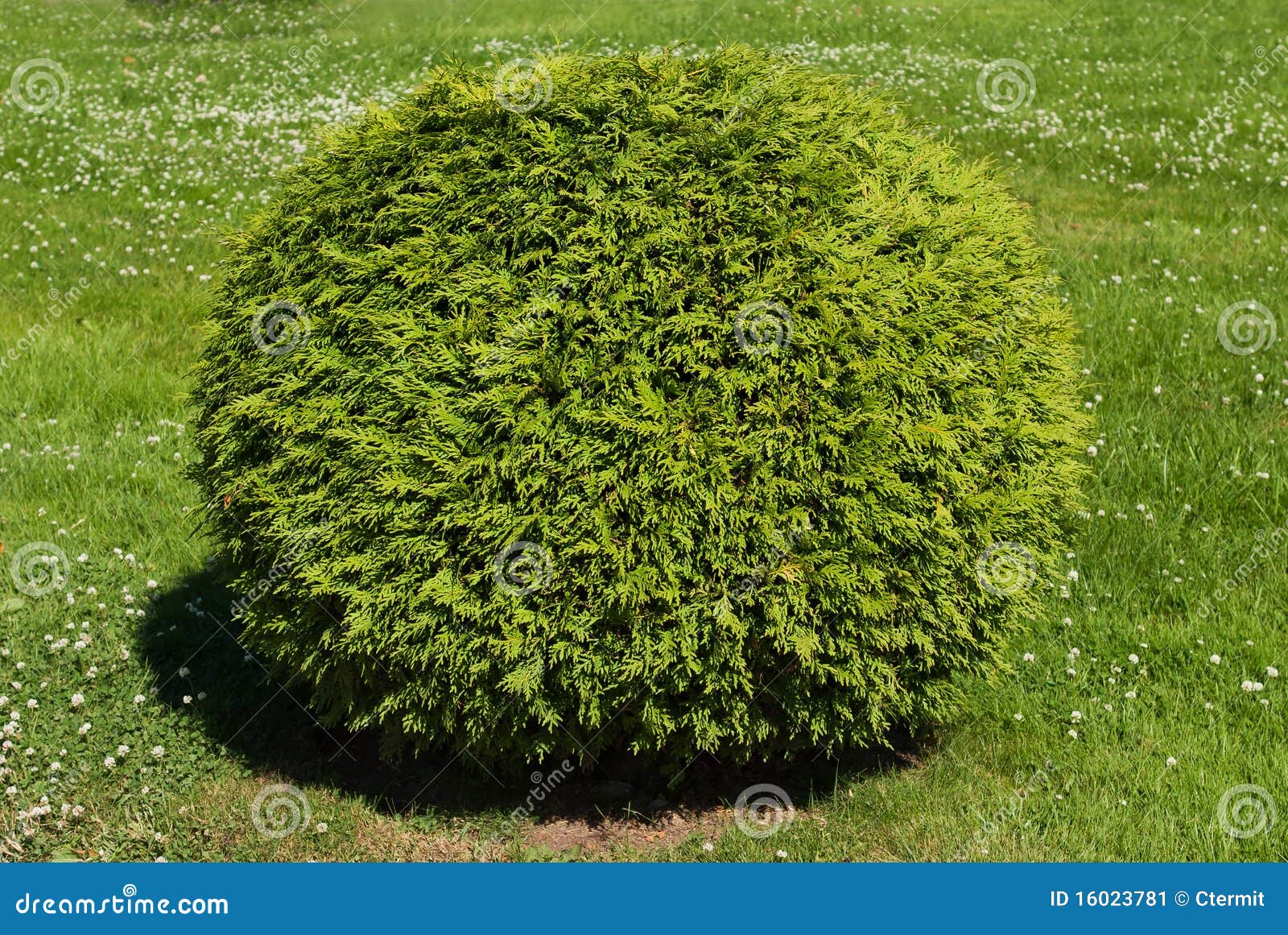 Bush Shaped Ball Stock Image Image 16023781