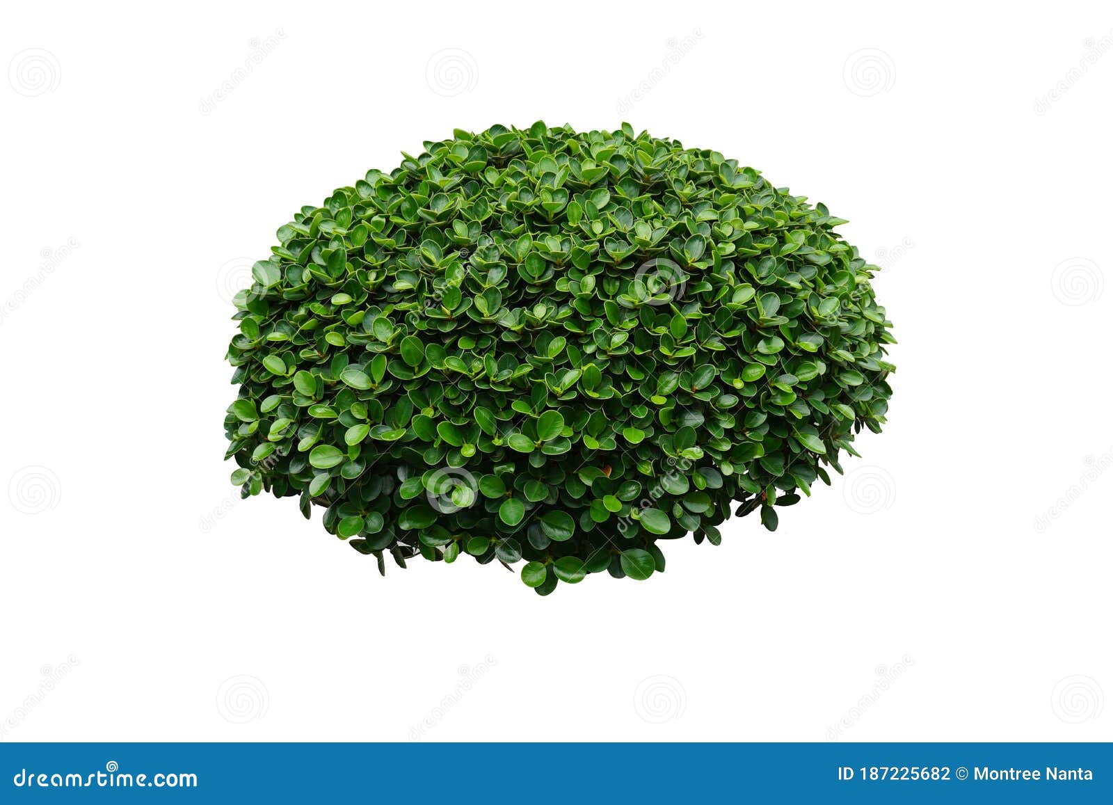 Bush or Shrub Isolated on a White Background for Garden Decoration Concept.  Korean Ficus or Ficus Annulata Stock Photo - Image of ground, green:  187225682