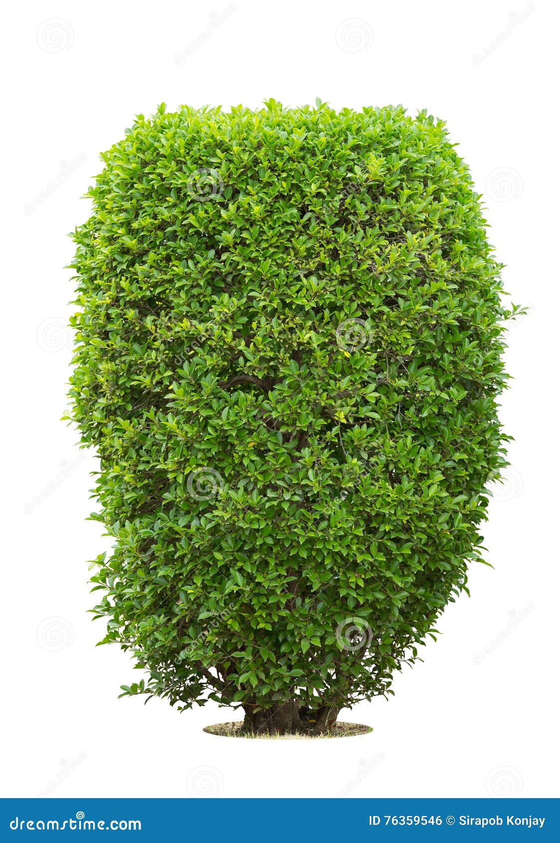 Bush or shrubs isolated stock photo. Image of isolated 76359546