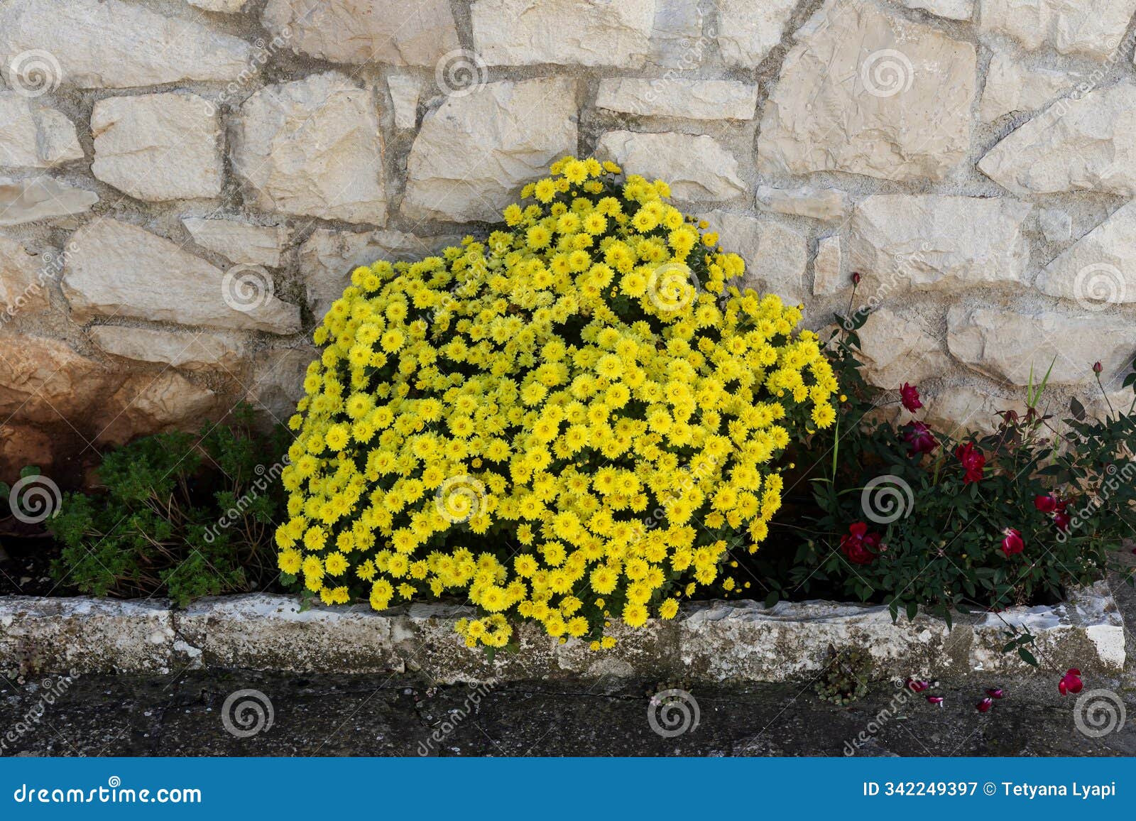 a bush of small yellow chrysanthemums grows close-up on a flowerbed