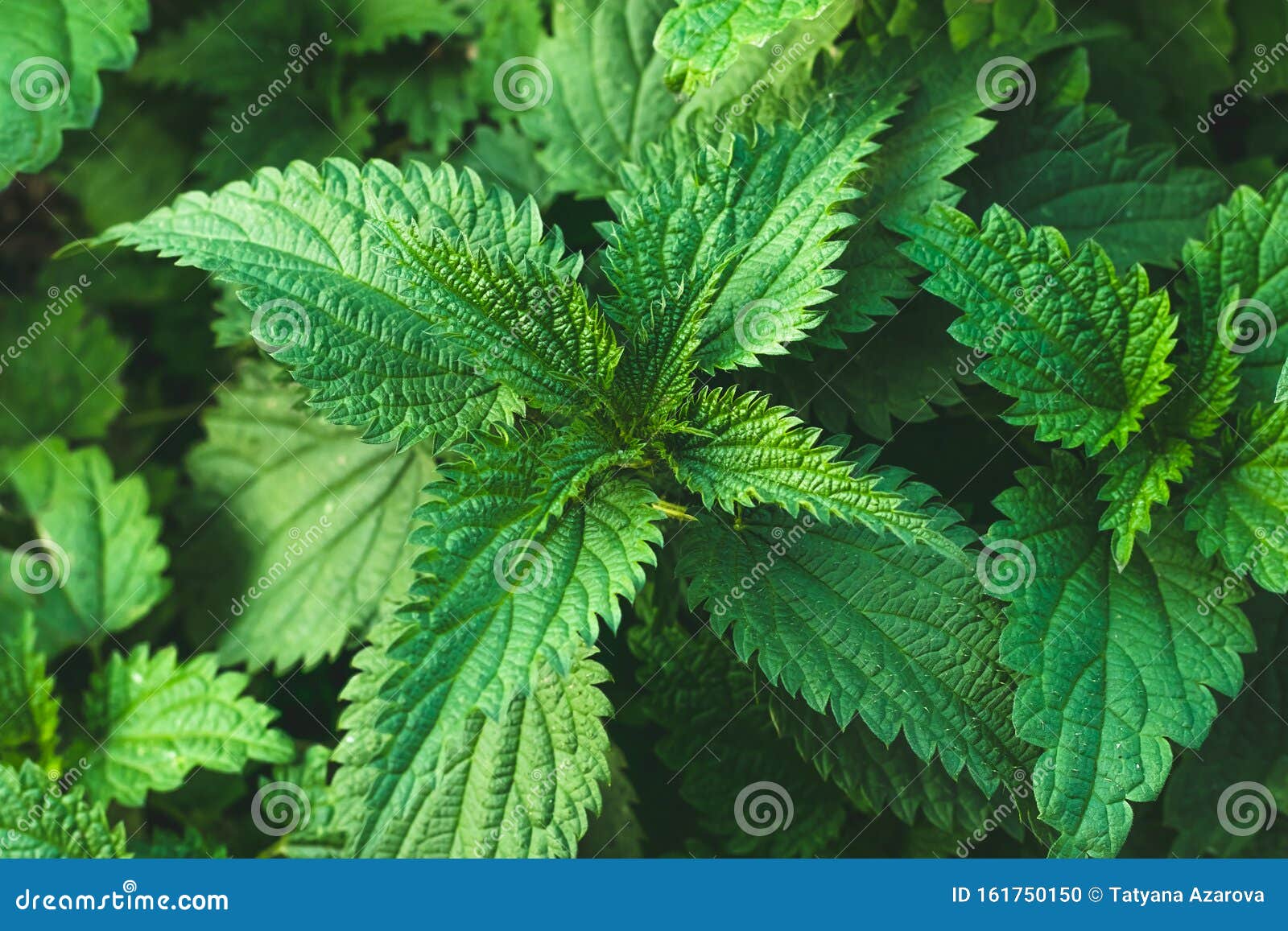 Bush of Nettle Leaves. Top View. Botanical Pattern