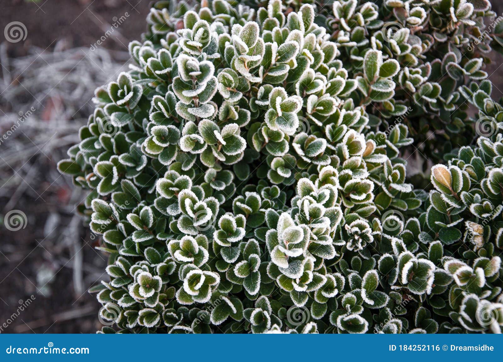 Bush Of Stonecrop Family Covered With Frost Stock Photo Image Of Horticulture Botanical 184252116