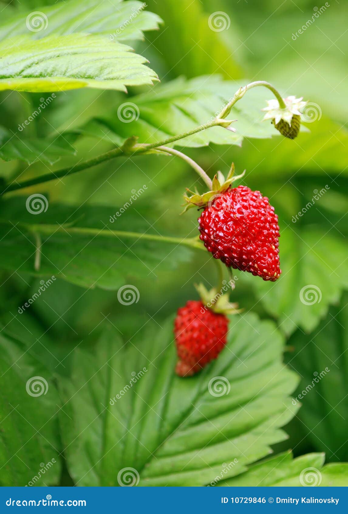 Bush of strawberries stock photo. Image of strawberries 10729846