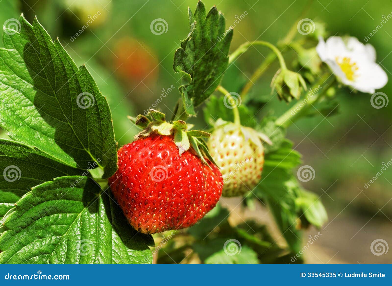 Bush of strawberry. stock image. Image of garden, maturing 33545335