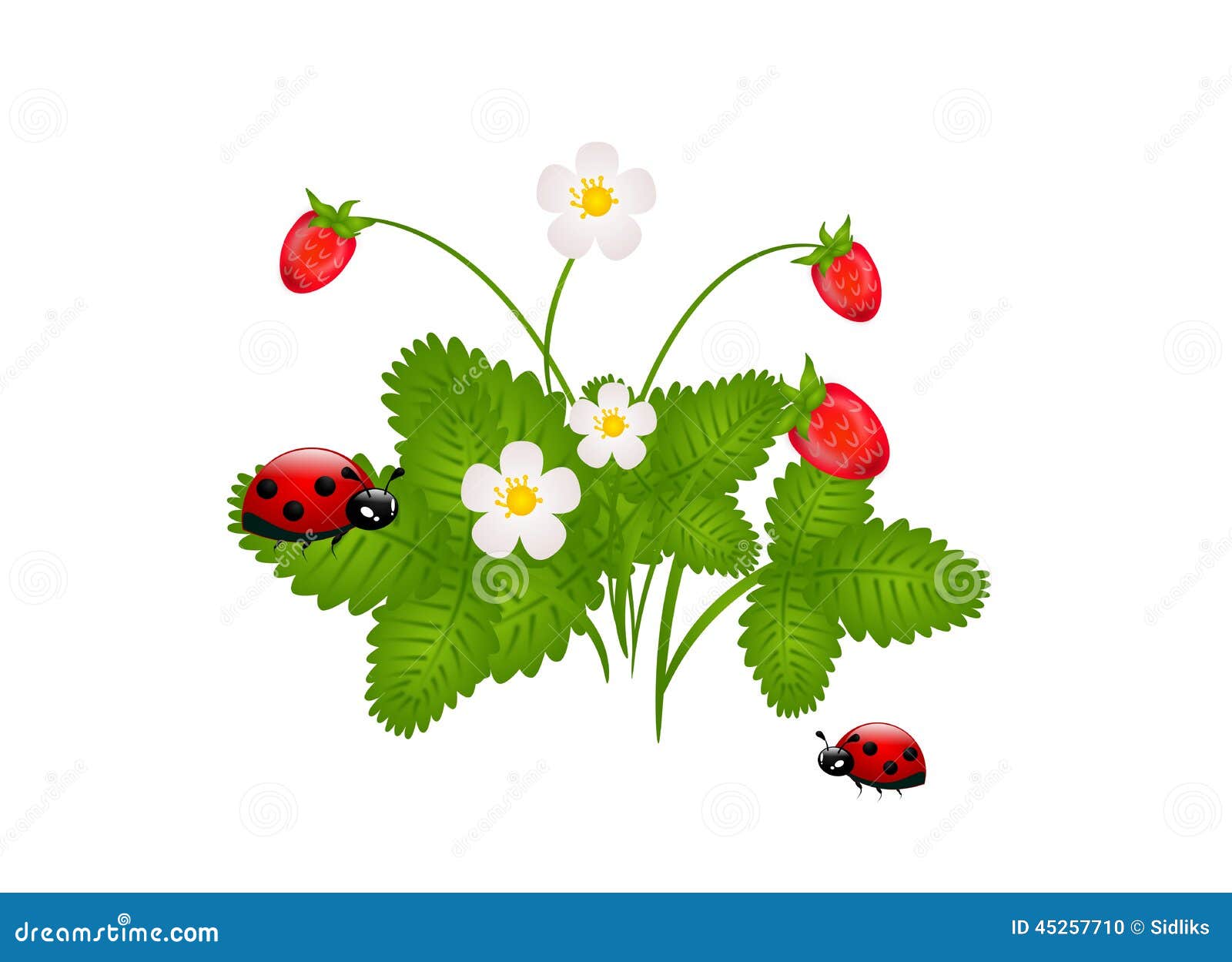 Bush of Strawberry with Ladybugs Stock Illustration Illustration of