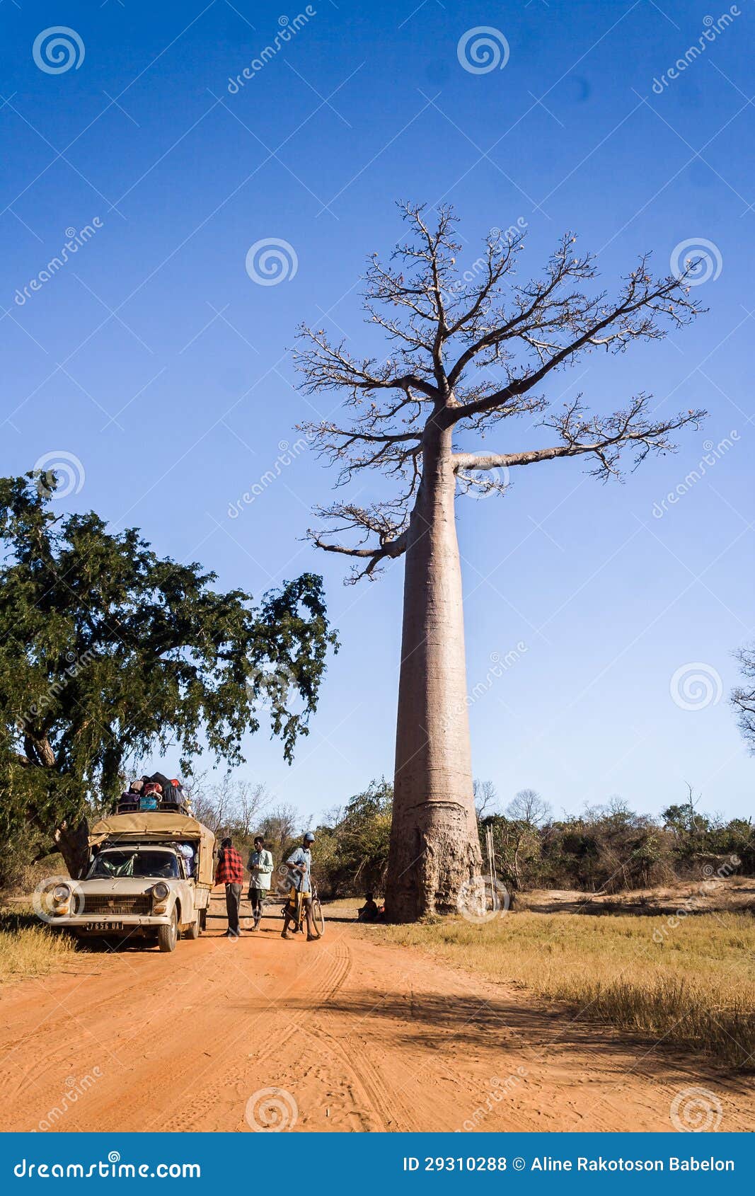 Bush taxi and baobab editorial stock photo. Image of gigantic 29310288