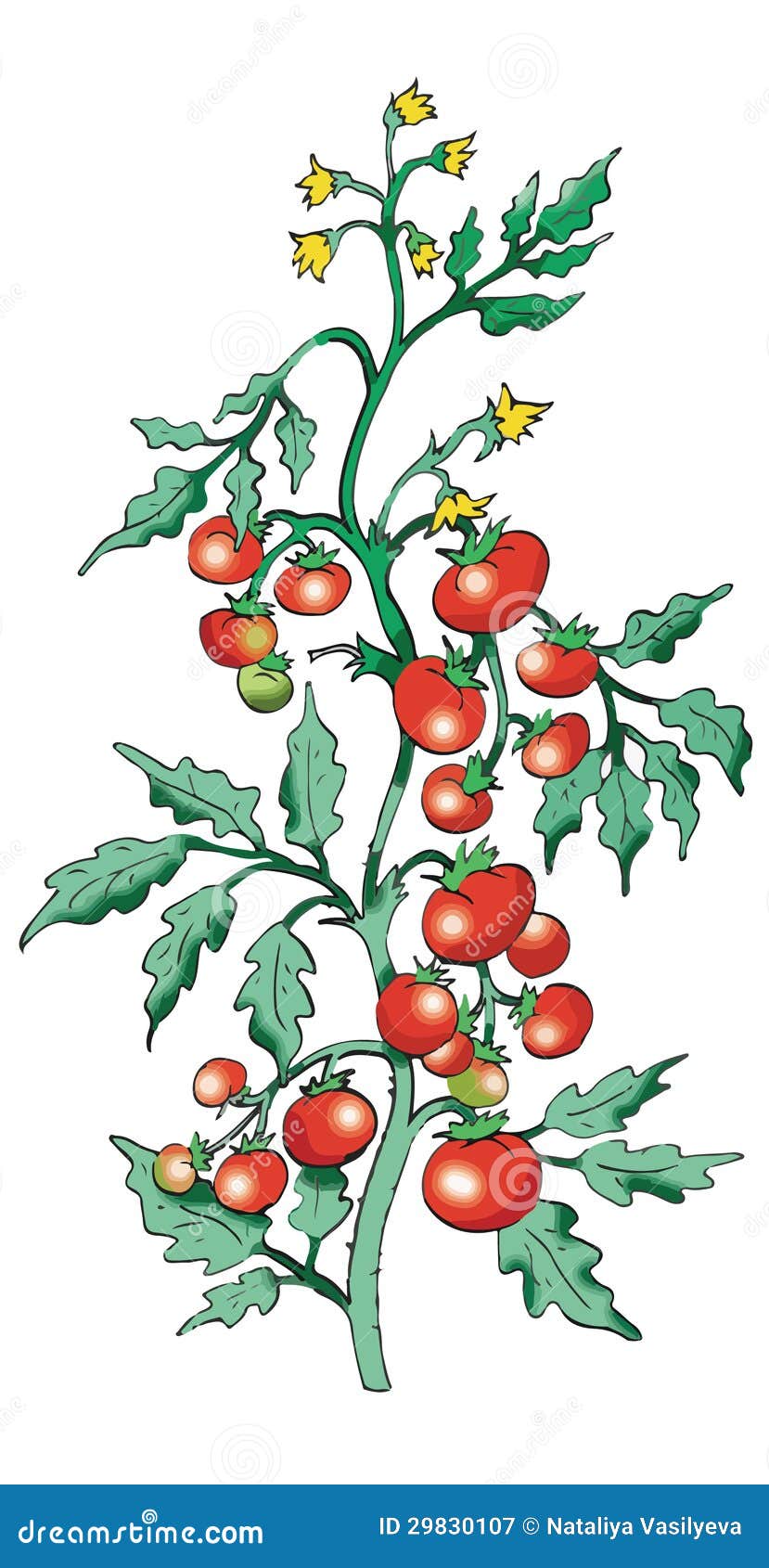 Bush tomato stock vector. Image of growth, draw, plant ... tree bush diagram 