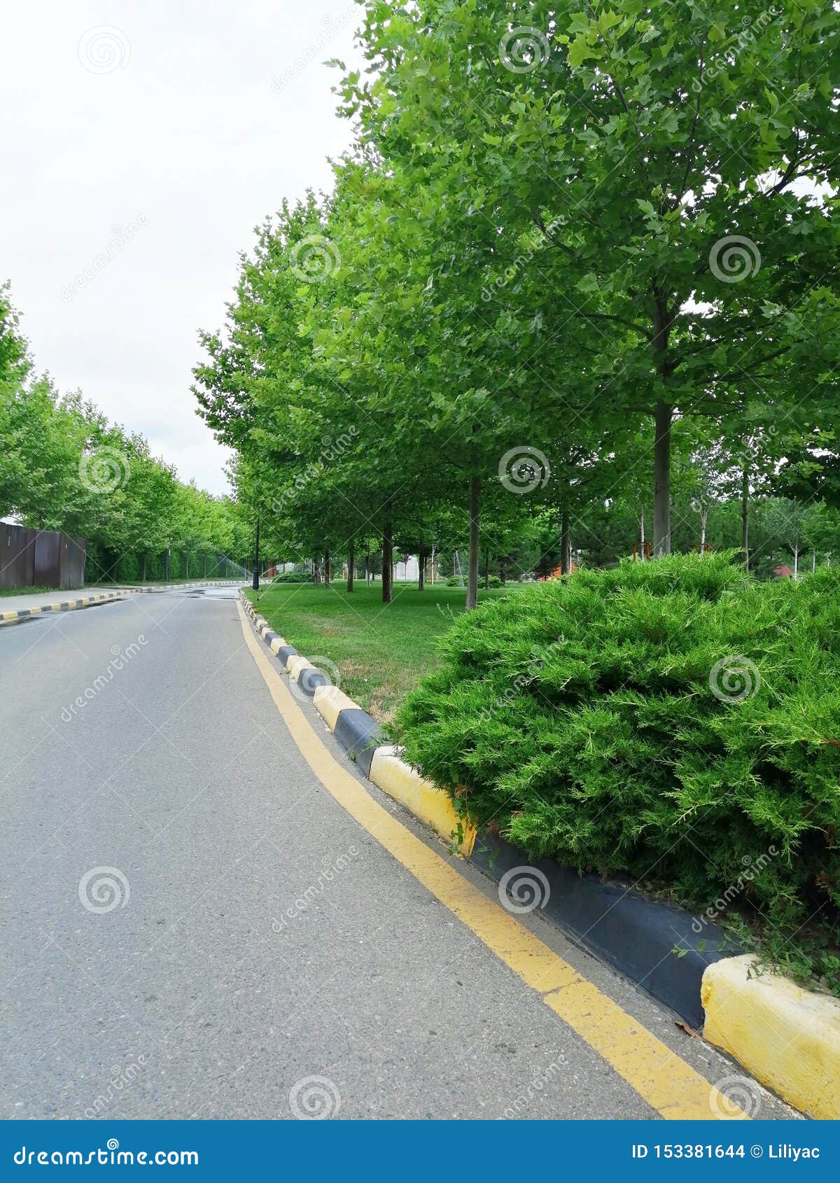 Bush, Trees and Road Markings Stock Photo - Image of railroad