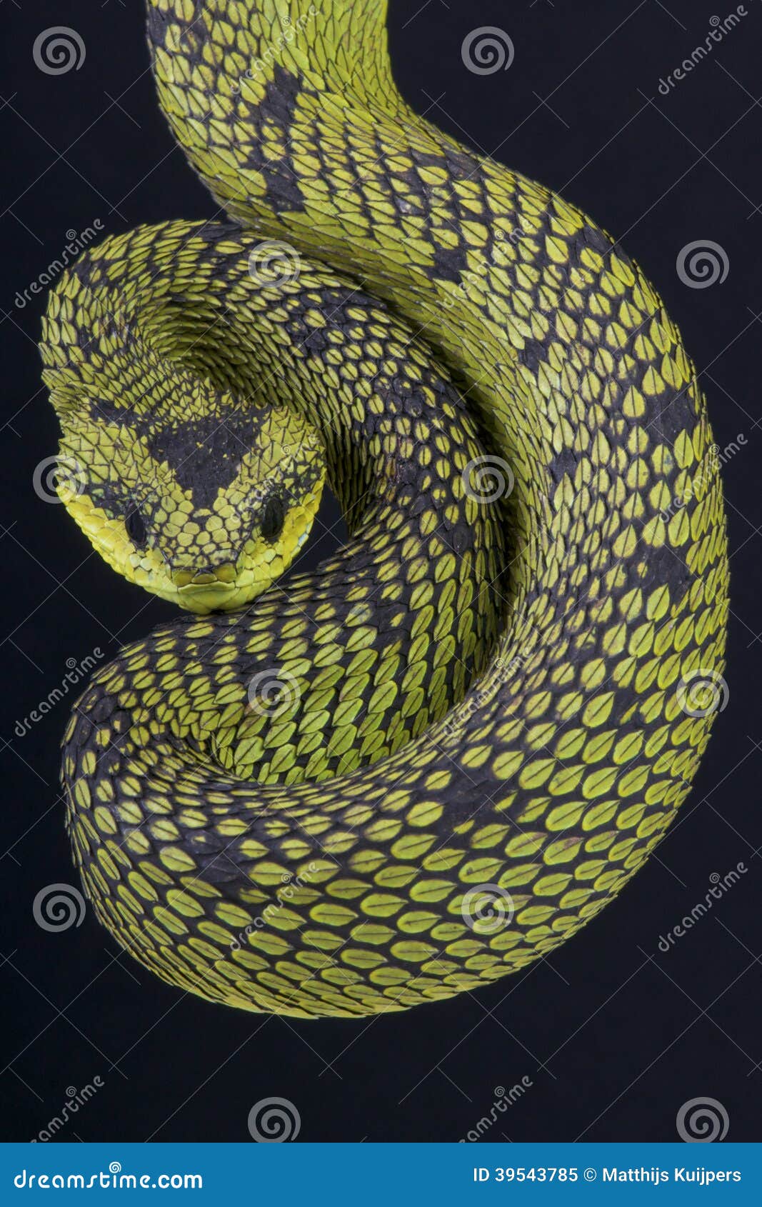 Hairy Bush Viper (Atheris hispida) - Venomous Snake Stock Photo