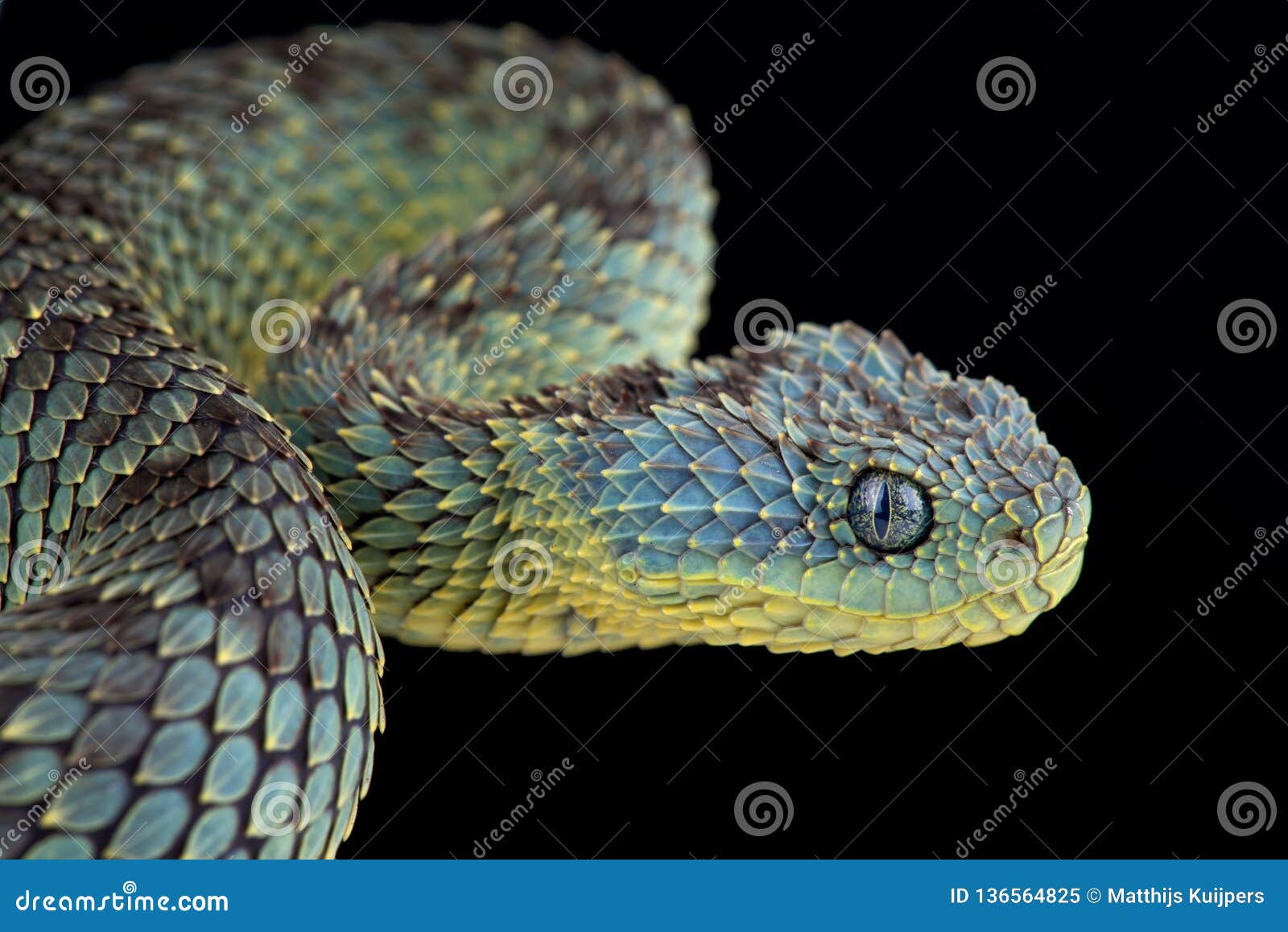 African Green Bush Viper Atheris Squamigera Potrtrait Stock Image - Image  of green, close: 206976795