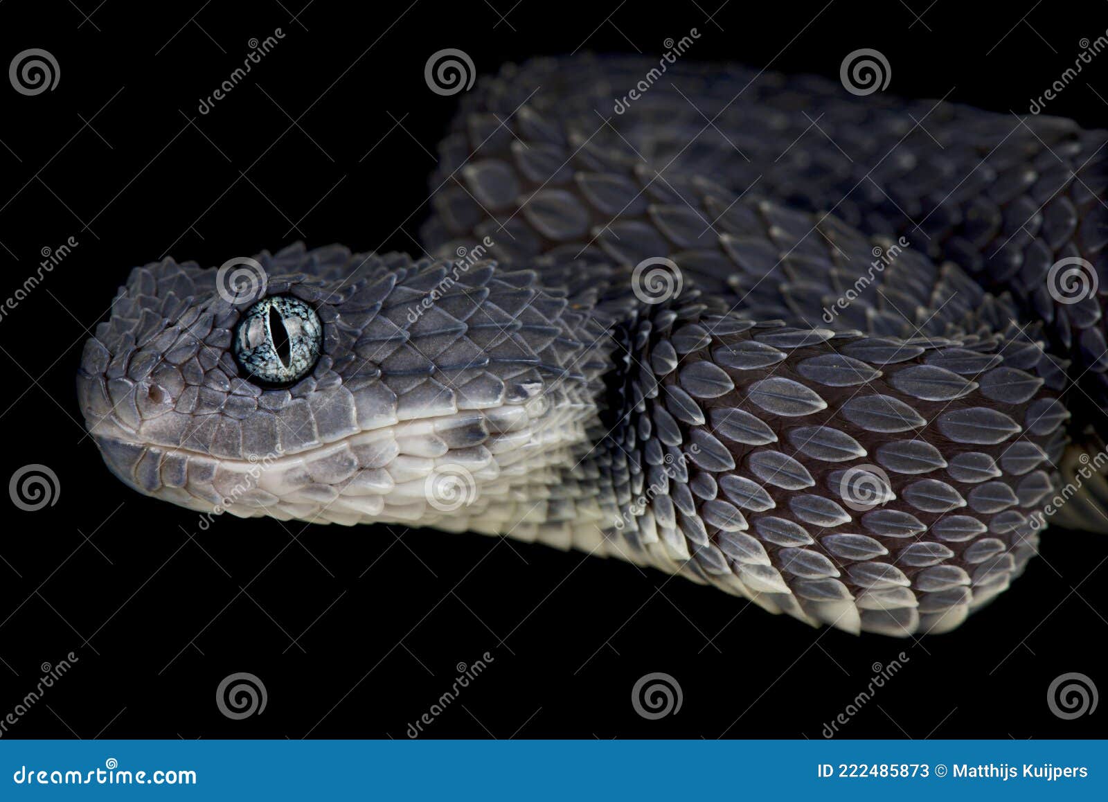 Atheris Squamigera High-Res Stock Photo - Getty Images