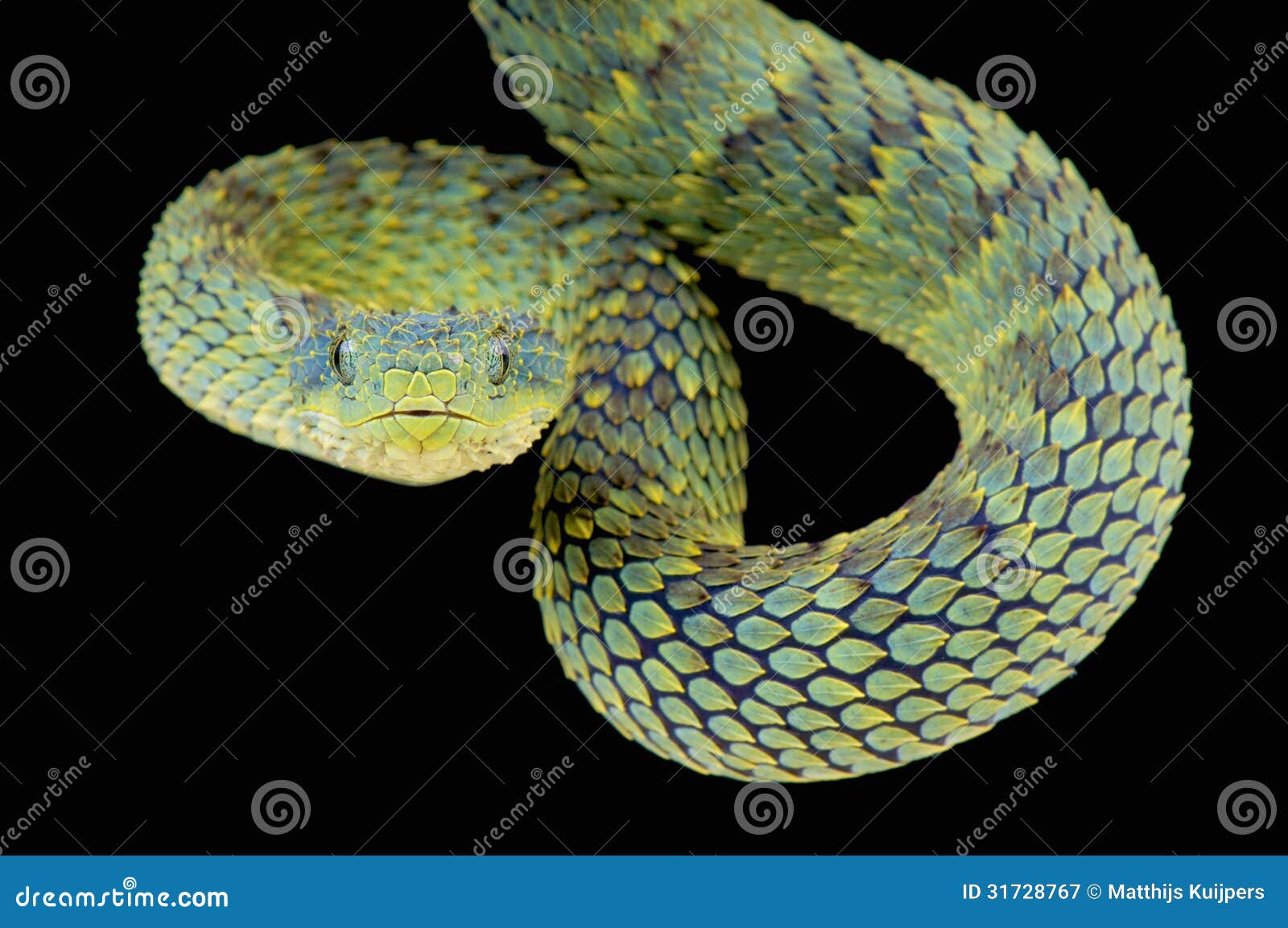 Close-up of a Hairy Bush Viper (Atheris hispida) - Venomous Snake