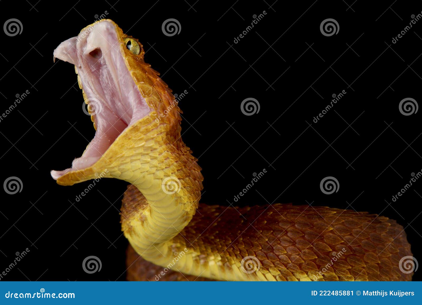 Atheris squamigera hi-res stock photography and images - Alamy