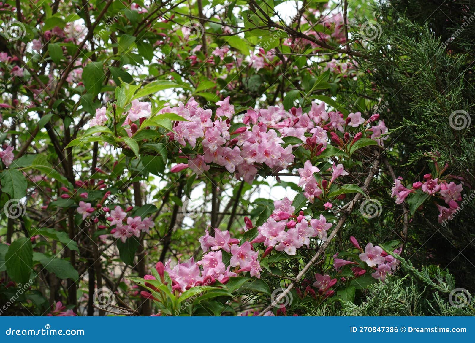 Bush of Weigela Florida in Full Bloom in May Stock Photo Image of