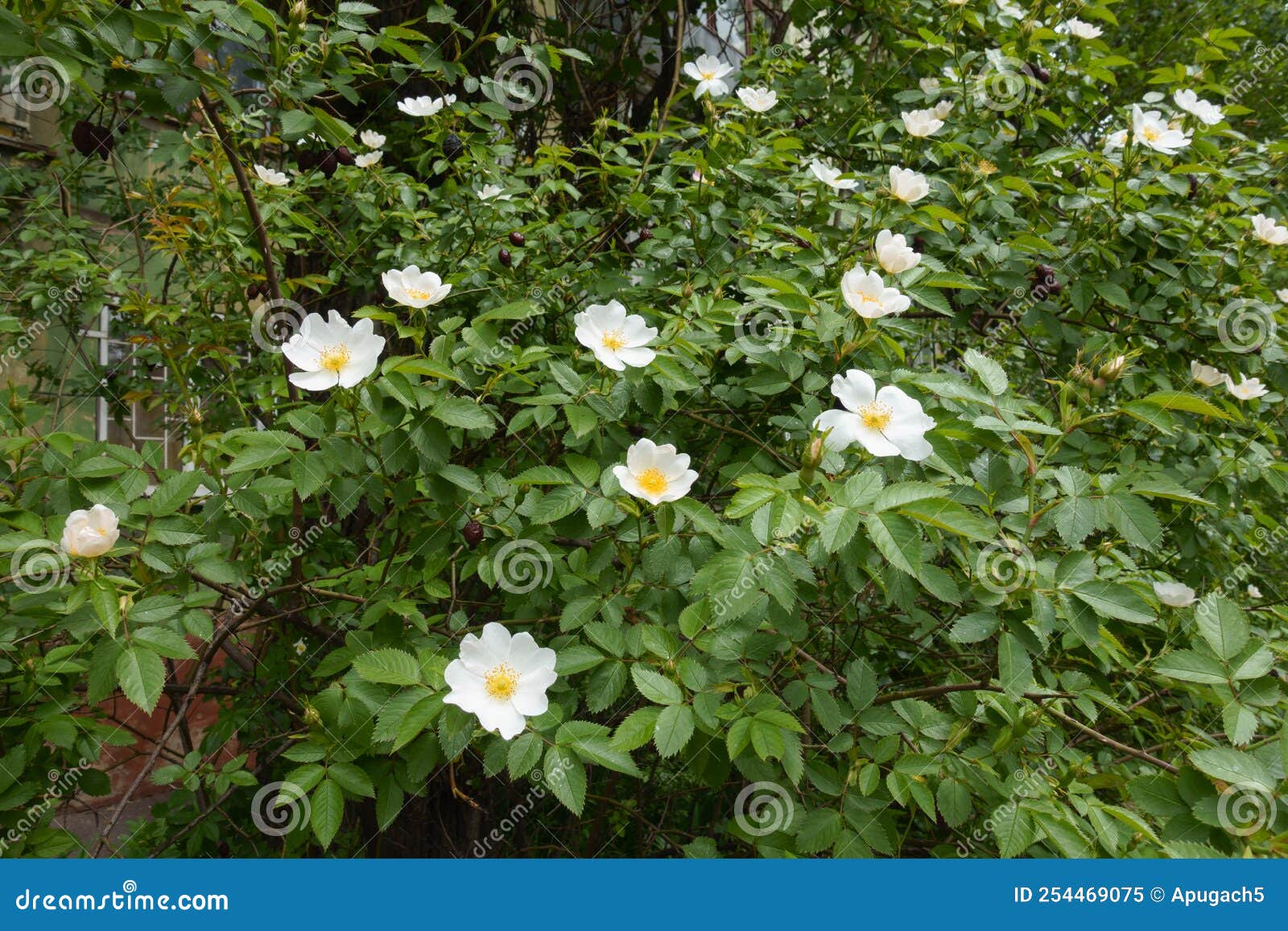 Bush of White Dog Rose in Bloom in May Stock Image Image of plant