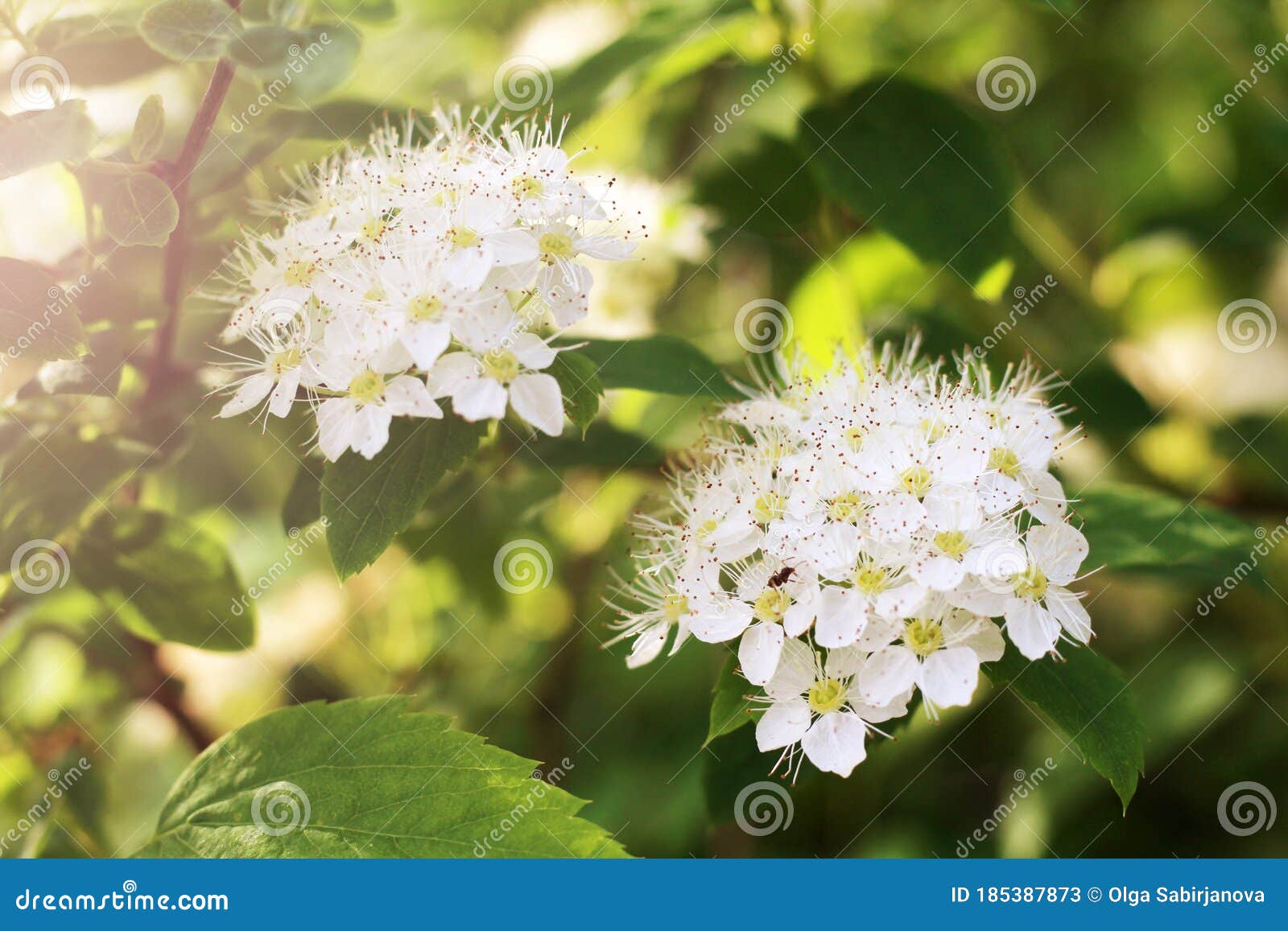 Bush with White Flowers, Summer Tree Stock Image Image of flower