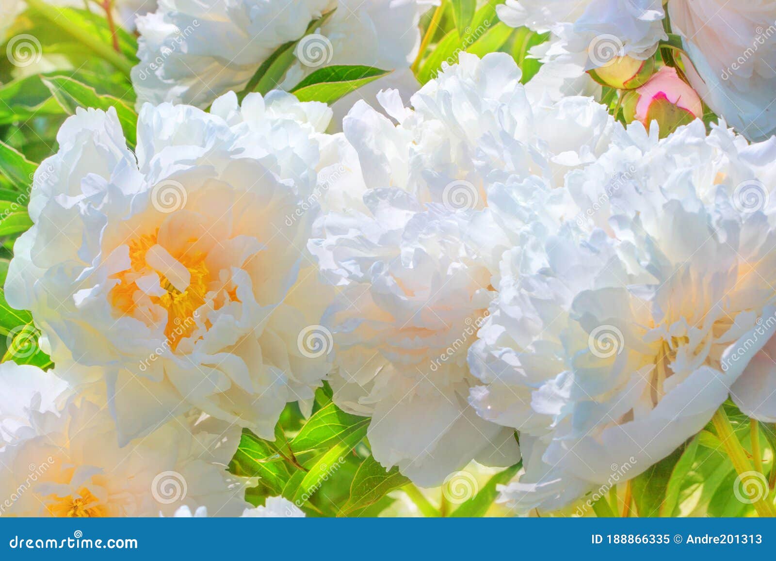 Bush of White Peonies, with a Yellow Center Lit by the Bright Sun Stock