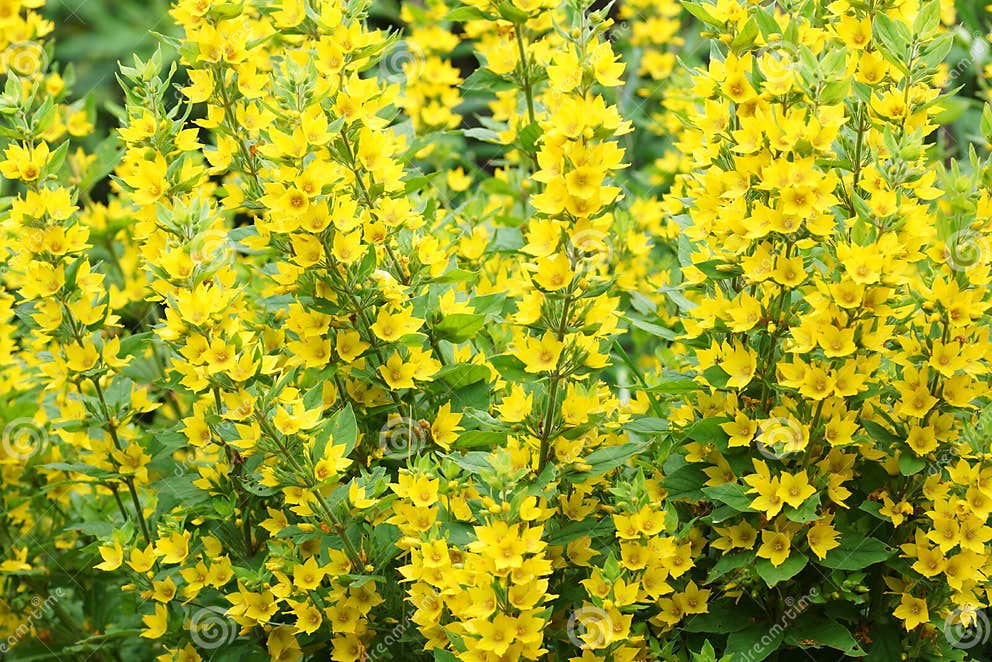 Bush with yellow flowers stock photo. Image of green 32025688