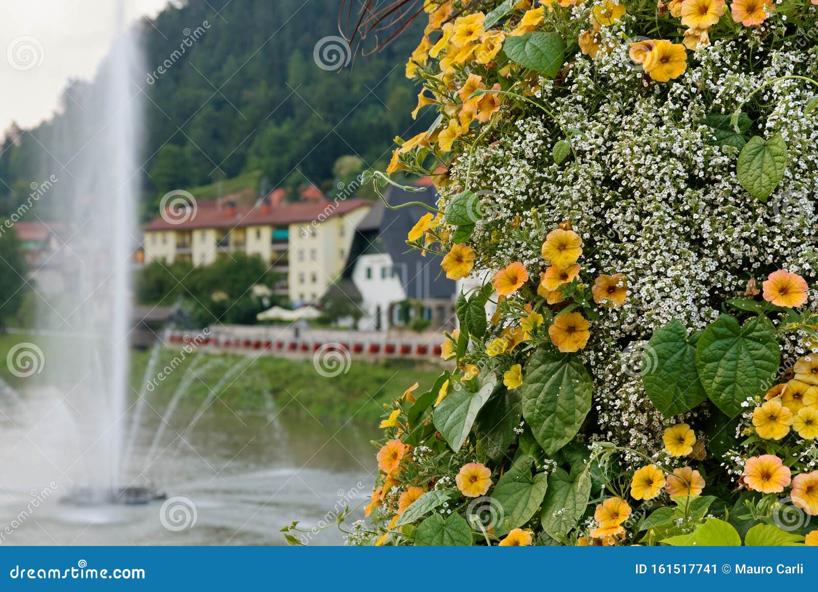 bush of yellow petunias in laÃÂ¡ko