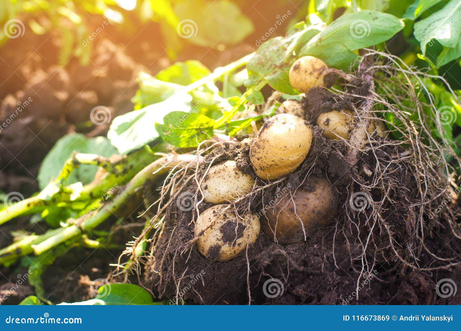 a bush of young yellow potatoes, harvesting, fresh vegetables, agro-culture, farming, close-up, good harvest, detox, vegetarian