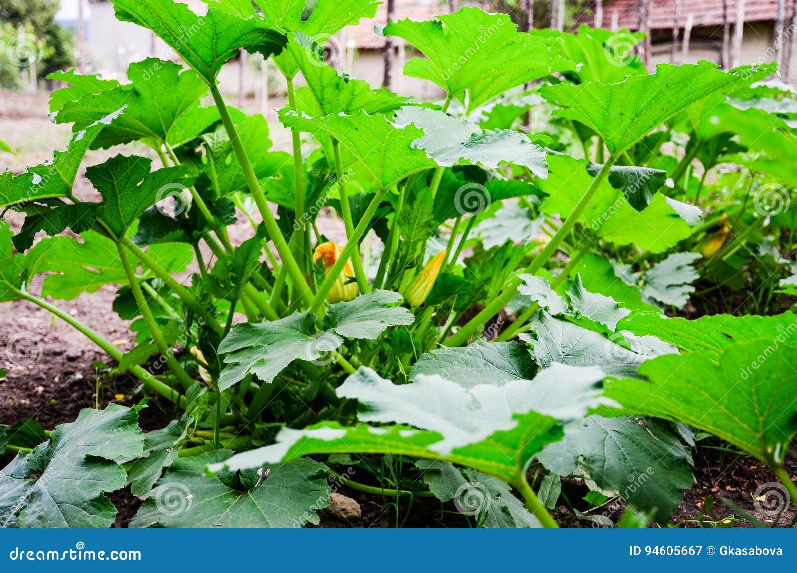 Bush Zucchini plant stock image. Image of agriculture 94605667