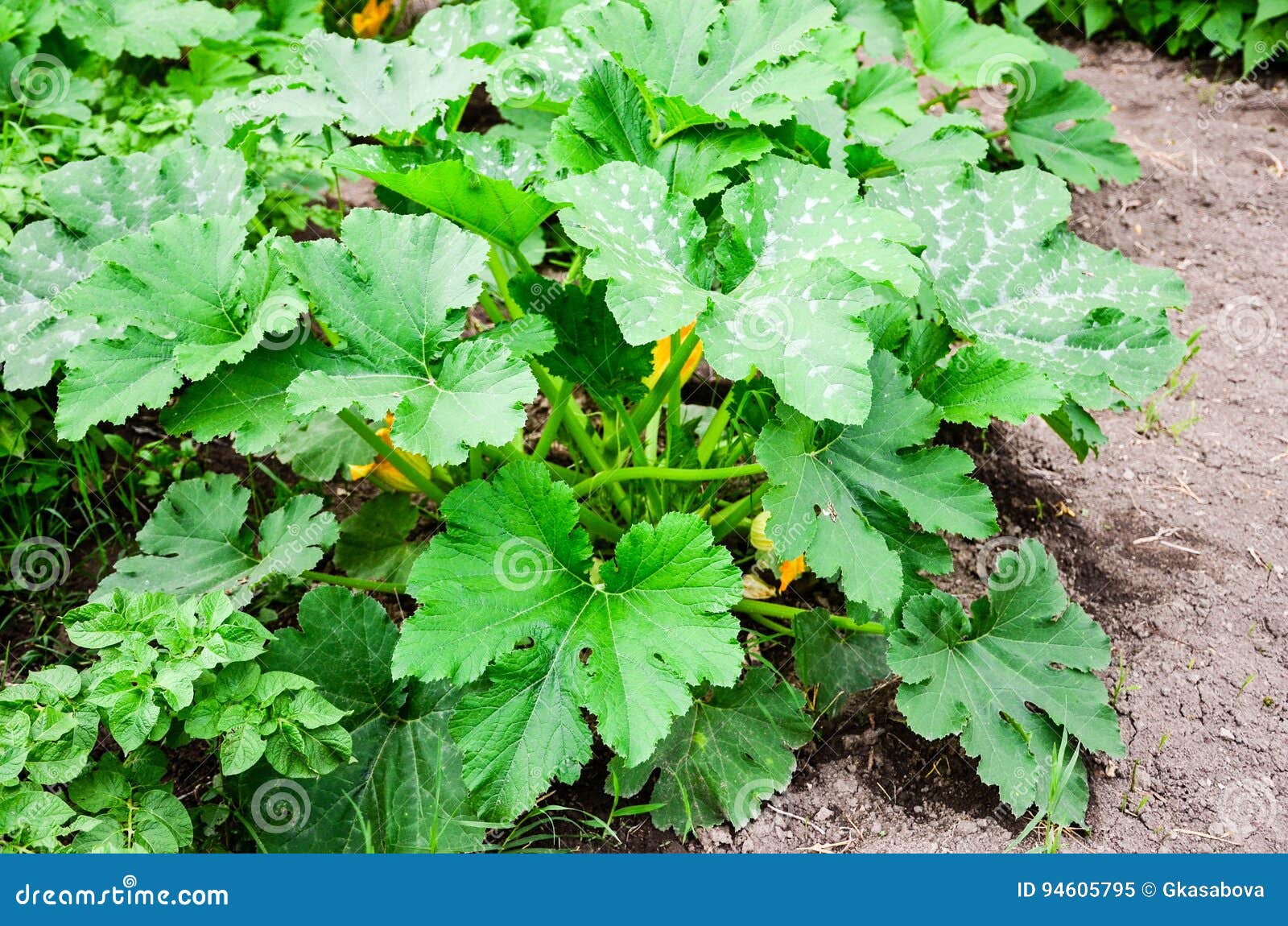 Bush Zucchini plant stock image. Image of bush, delicious 94605795