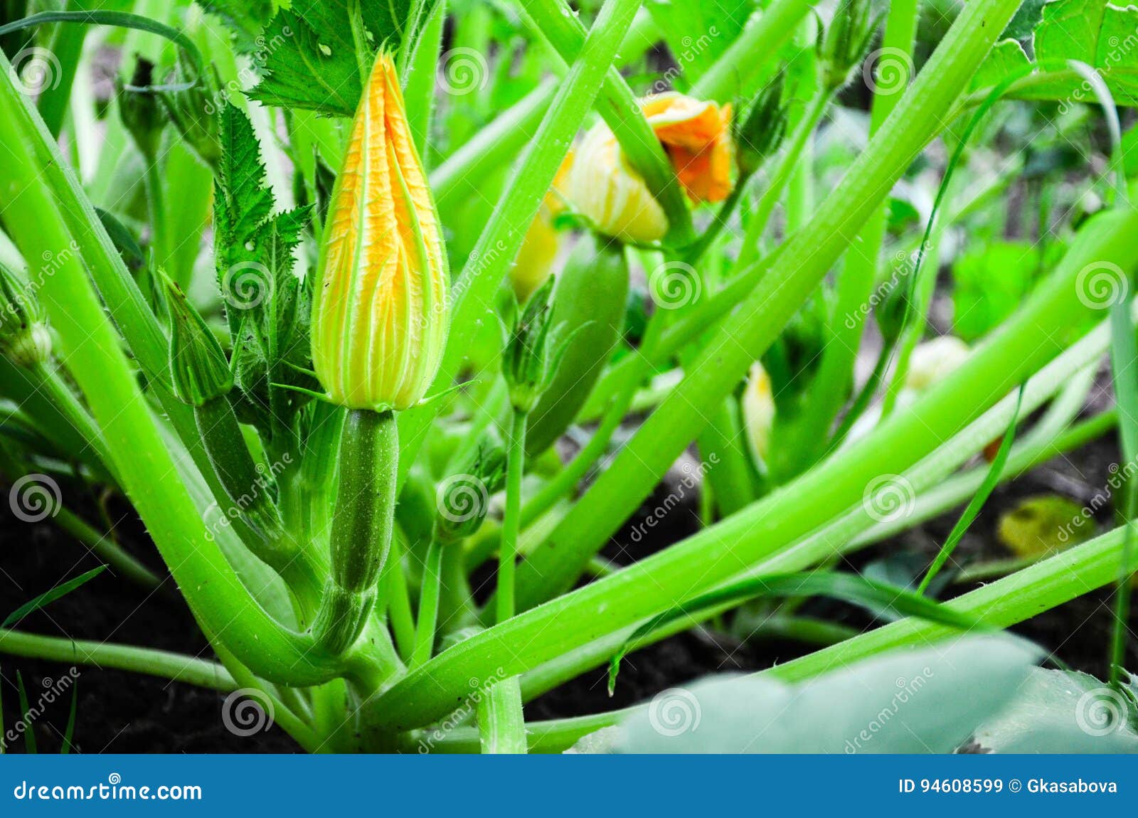 Bush Zucchini plant stock image. Image of field, culinary 94608599
