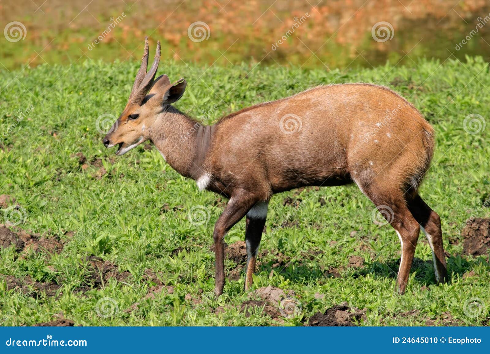 bushbuck antelope