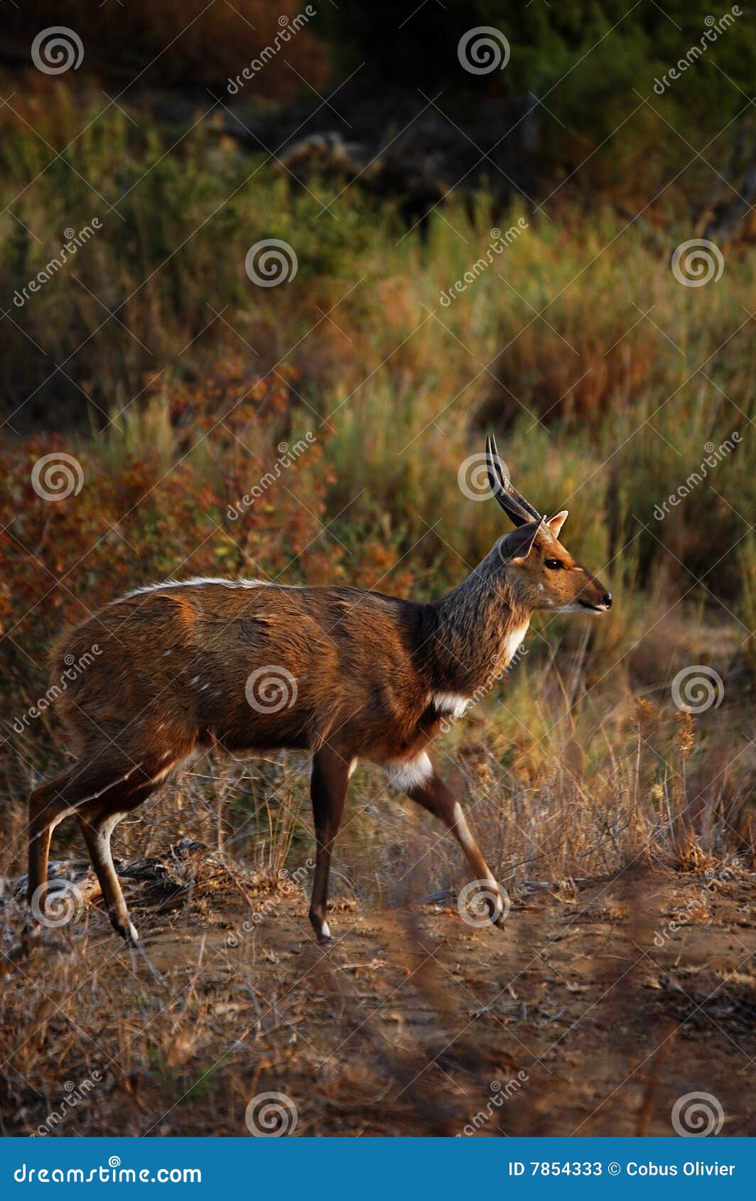 bushbuck in countryside