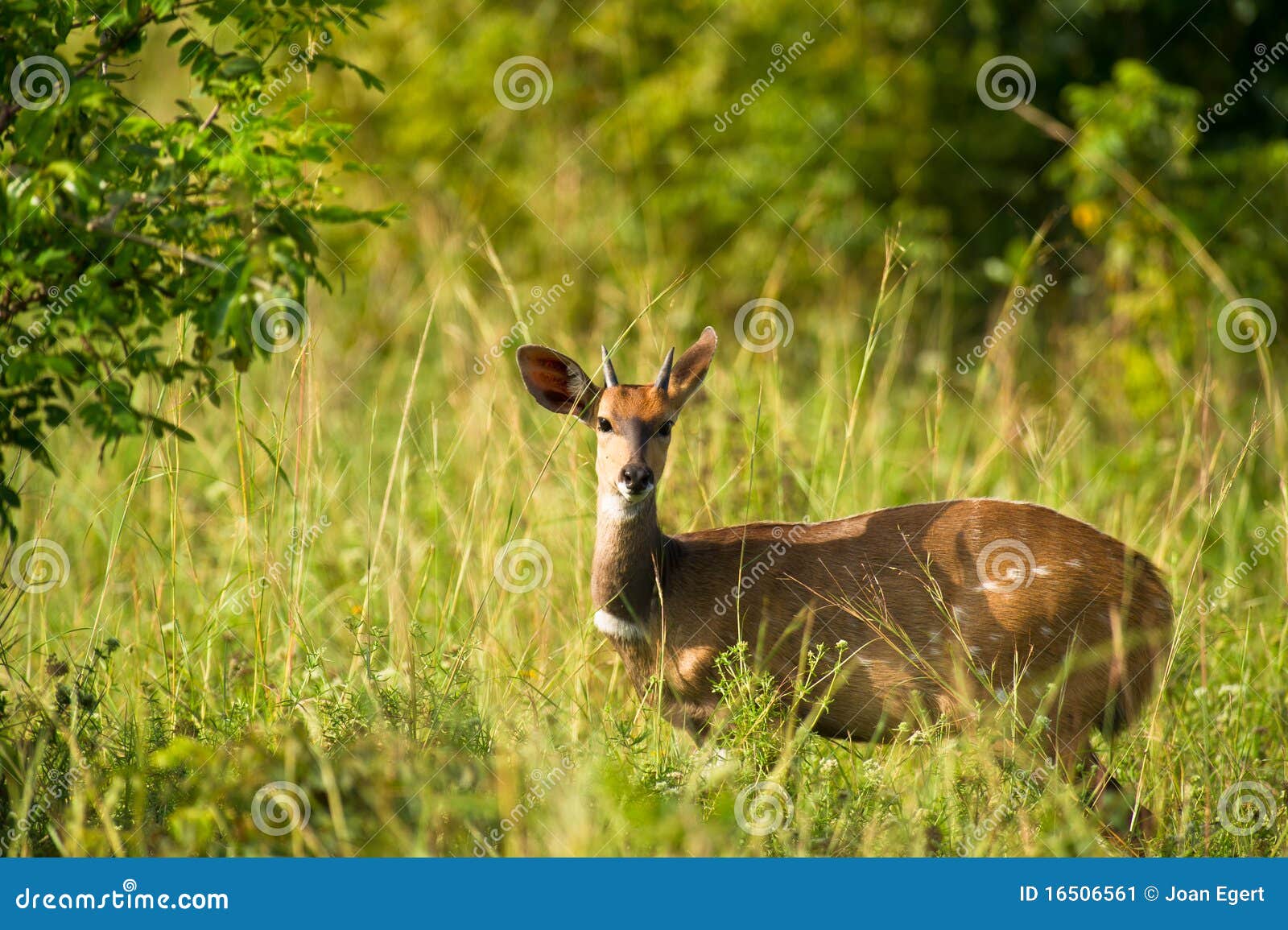 a bushbuck in shimba hills