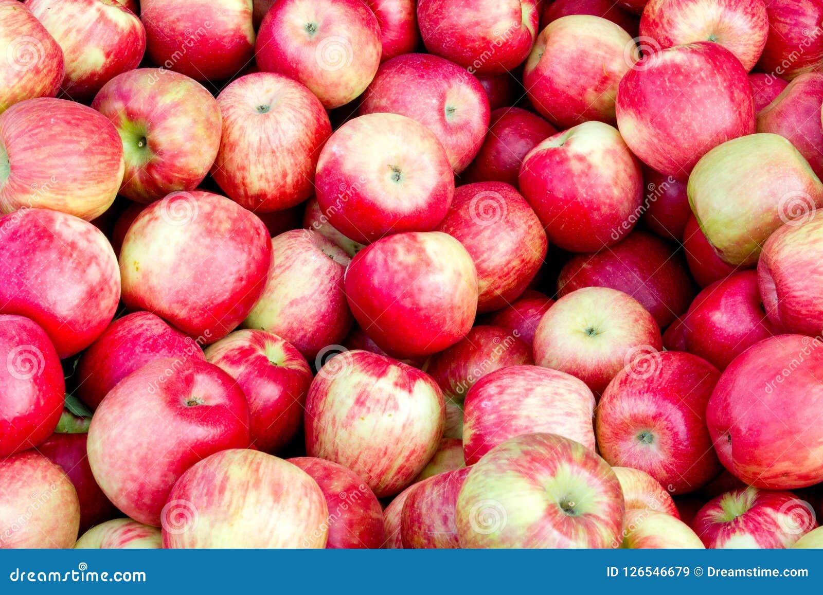 Bushel of apples in fall stock image. Image of apple - 126546679