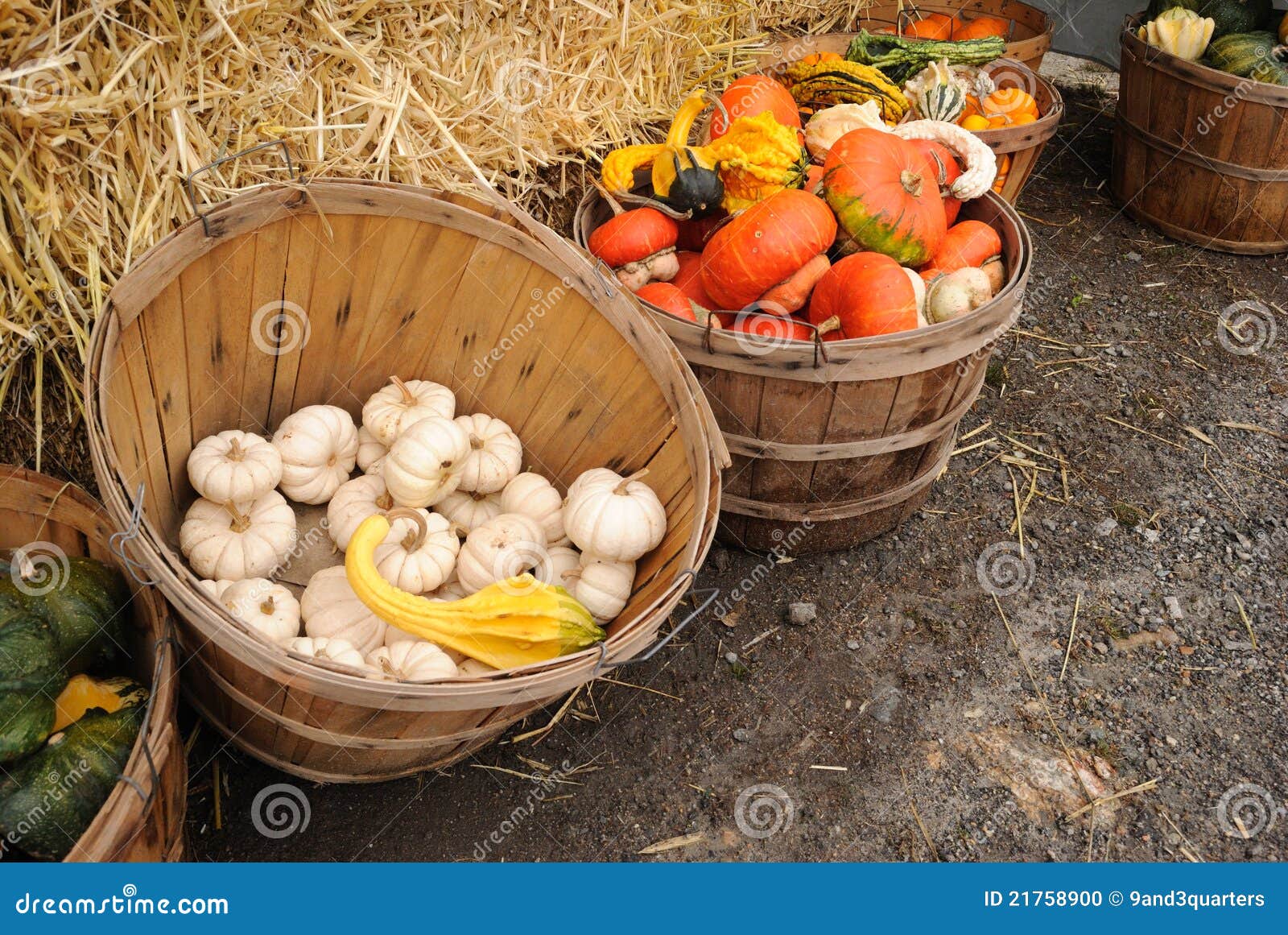Bushel Baskets of Gourds and Squash Stock Photo Image of colors, crop
