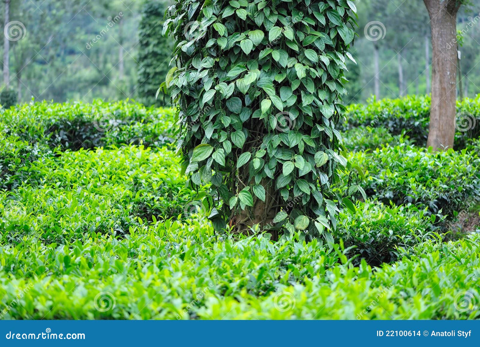 Bushes of Black Pepper stock photo. Image of land, rural 22100614