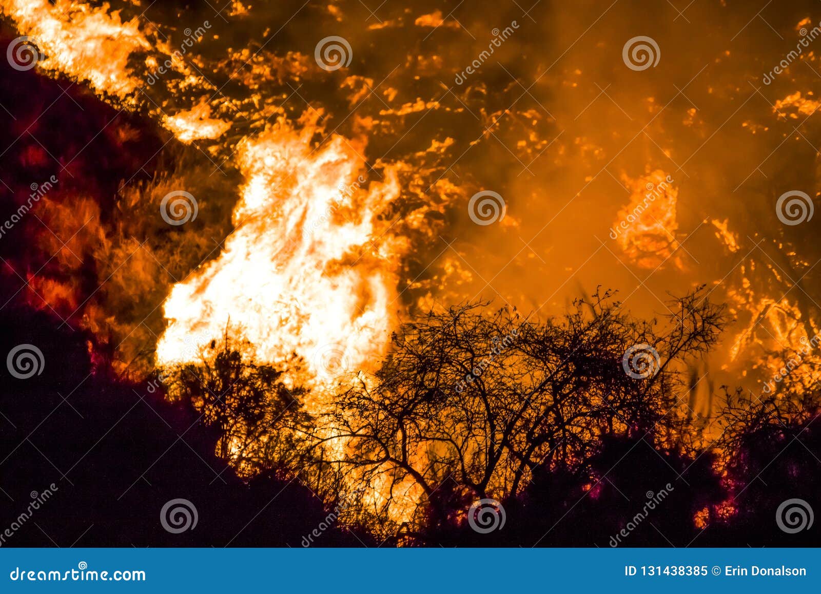 bushes in black silhouette in foreground with bright orange flames in background during california fires