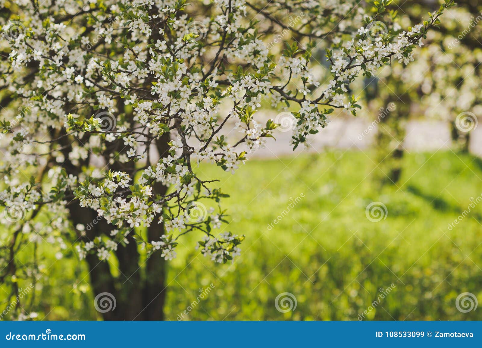 White Cherry Blossoms in the Spring 8916. Stock Image - Image of fresh ...