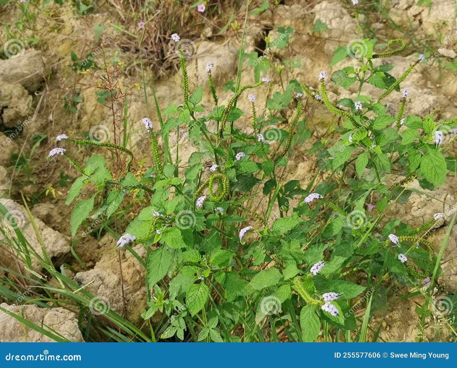 Bushes of Heliotropium Indicum Weed Plant. Stock Photo Image of