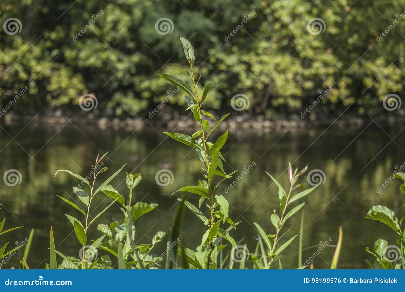 bushes and the lake, kew garden.