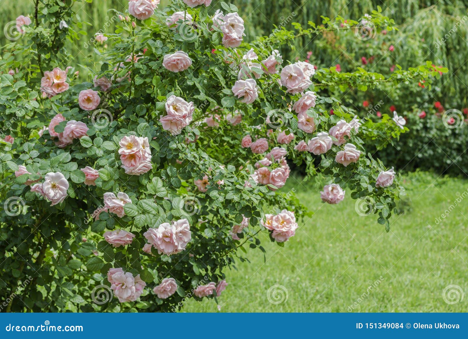 Bushes of Pink Roses in the Garden Stock Photo Image of love, floral