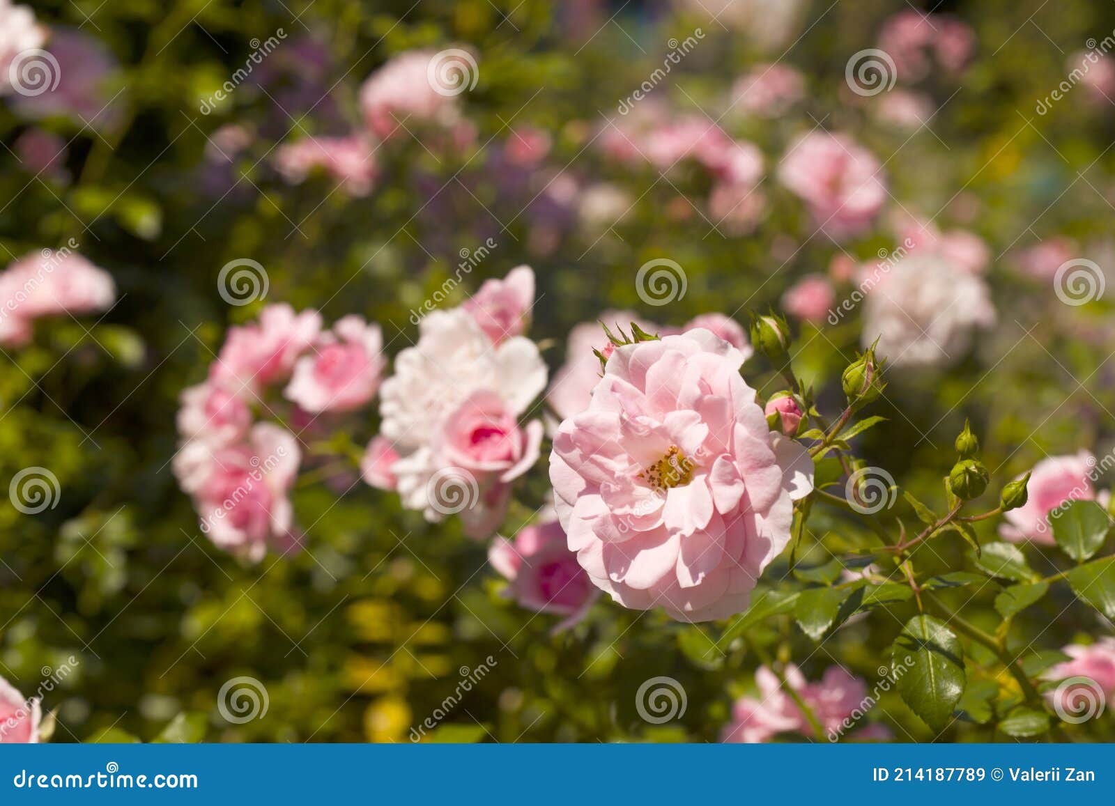 Bushes of Pink Roses in the Garden Stock Image - Image of blossom ...