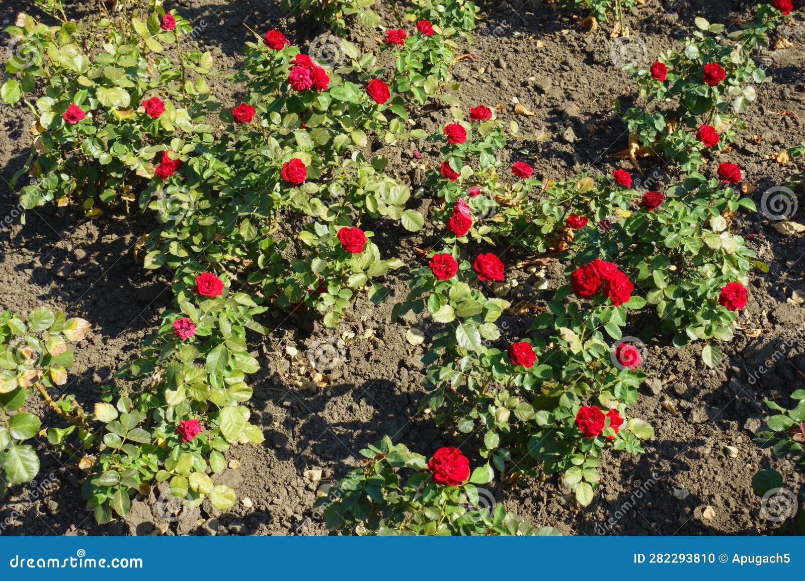 Bushes of Red Garden Roses in Bloom in September Stock Photo Image of