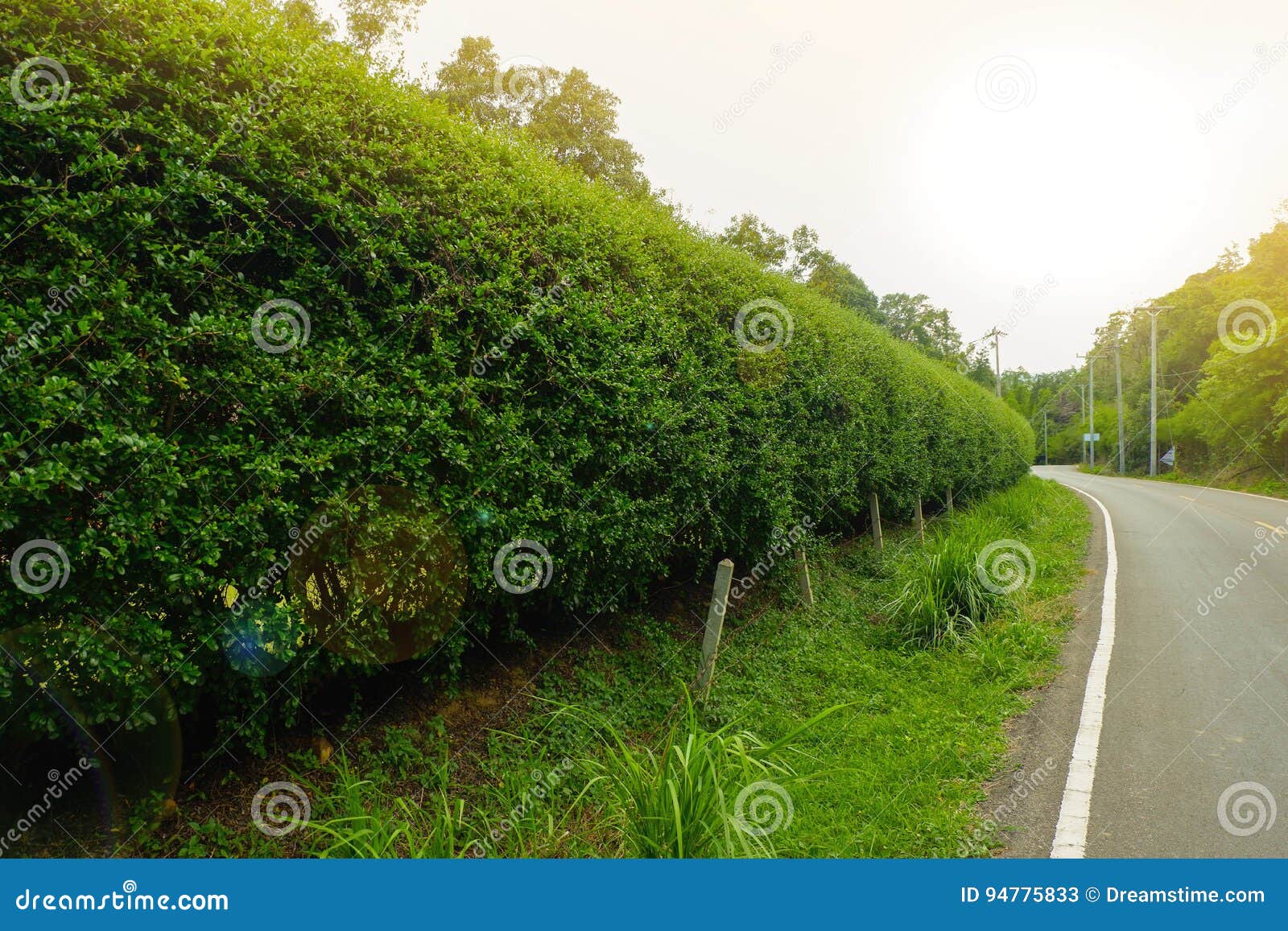 Bushes on the road stock image. Image of park, summer 94775833