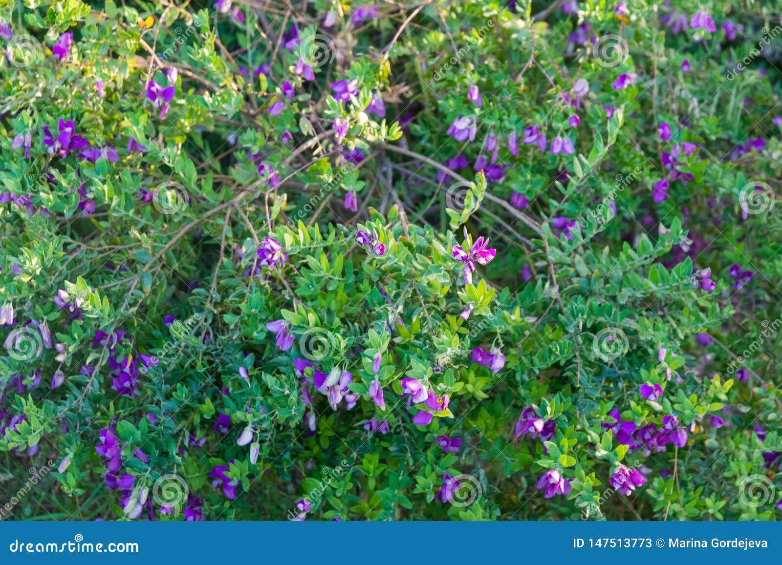 purple flowering bushes