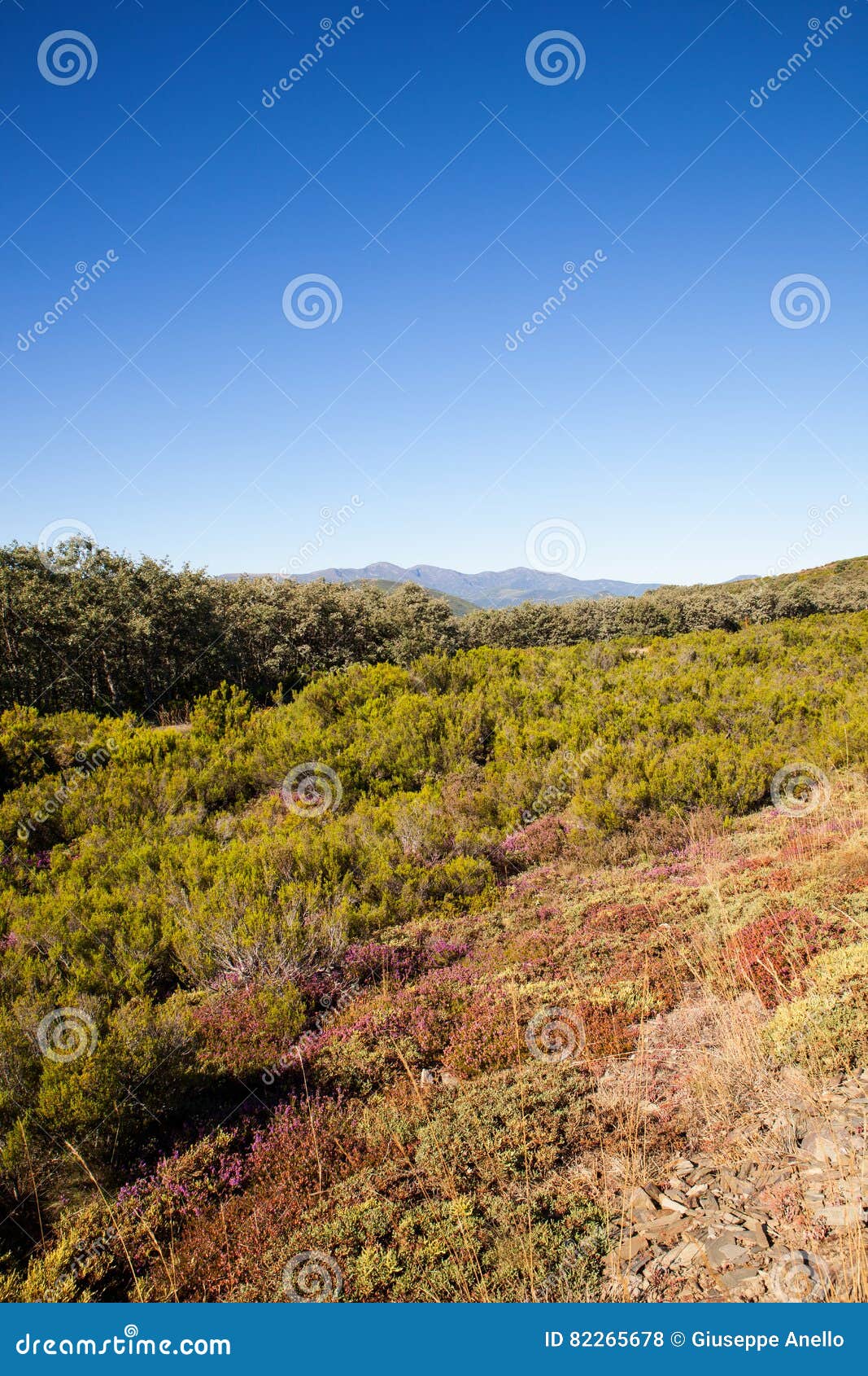 Bushes in the Spanish Countryside Stock Photo Image of shrub, heather