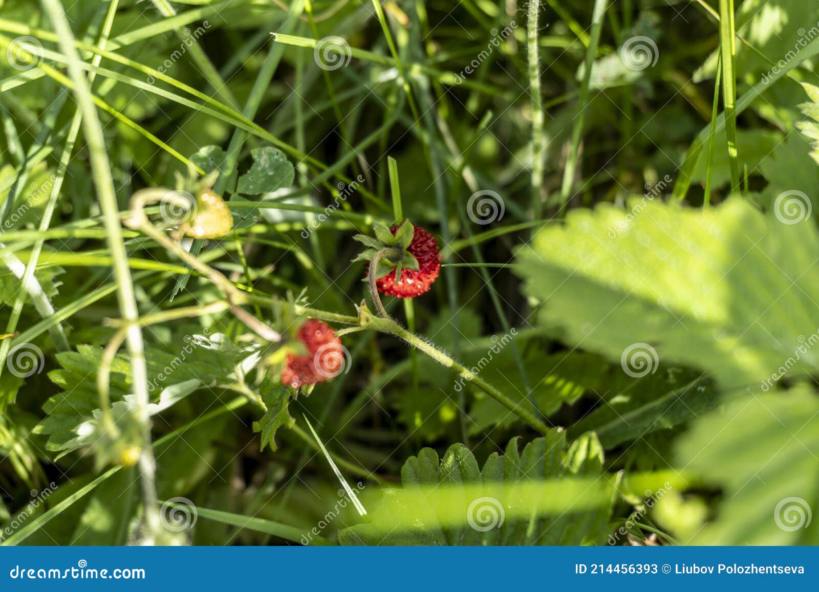 A Bushes Strawberries with Berries in the Summer in the Field Stock ...