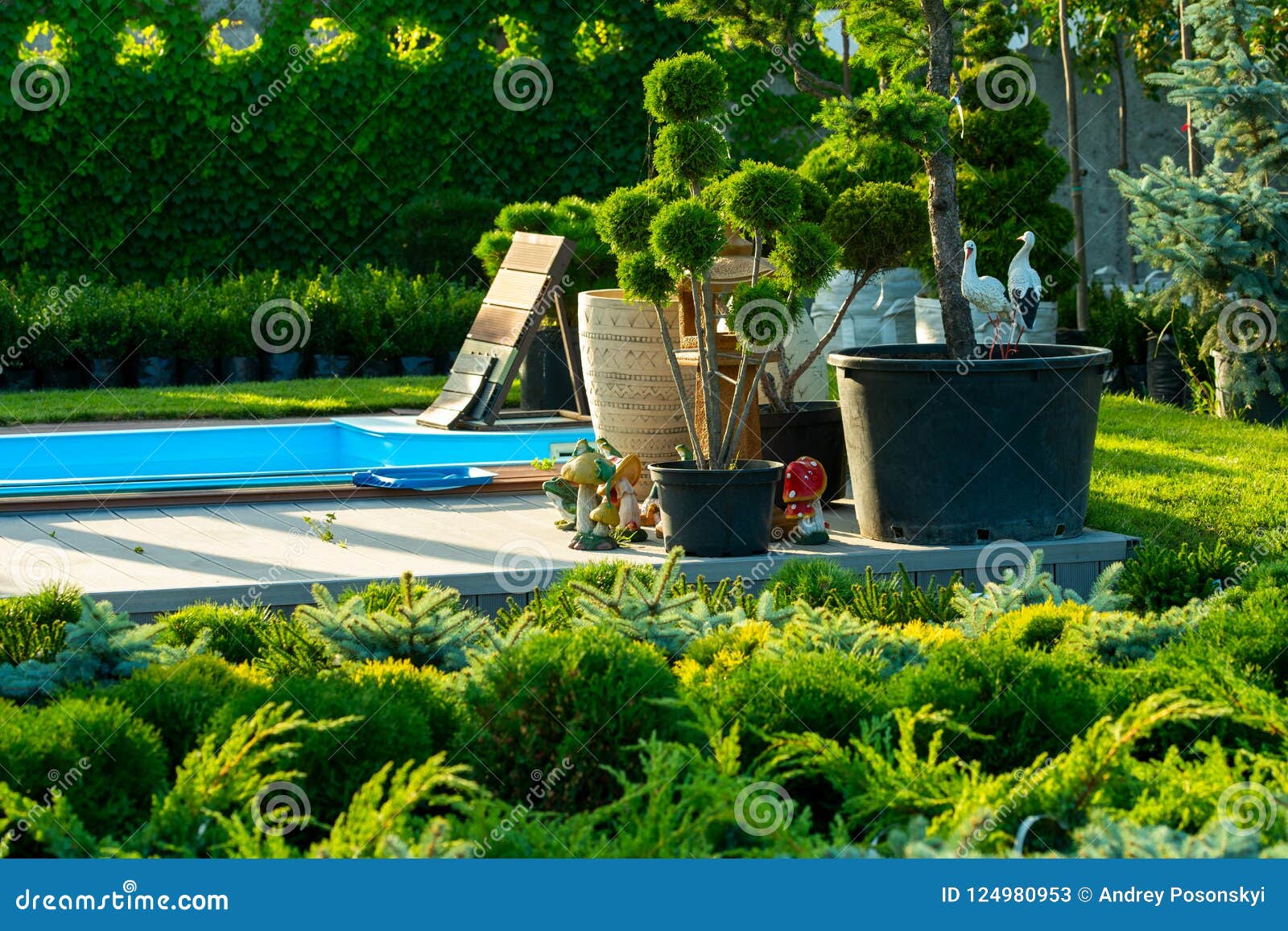 Bushes In Tubs For Sale Stock Image Image Of Beauty 124980953