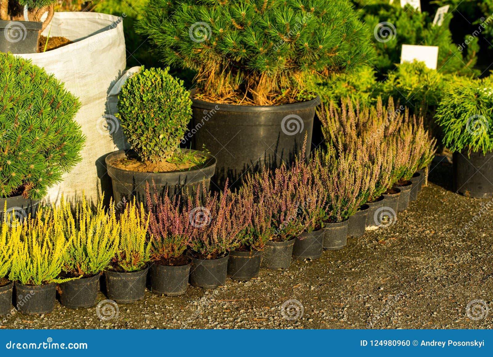 Bushes In Tubs For Sale Stock Photo Image Of Decorative 124980960